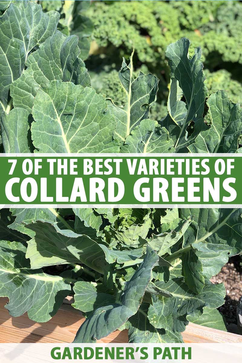 A close up vertical picture of a large Brassica oleracea var. acephala, collard greens, plant growing in a raised bed garden, with dark green leaves, pictured in bright sunshine, with kale in soft focus in the background. To the center and bottom of the frame is green and white text.