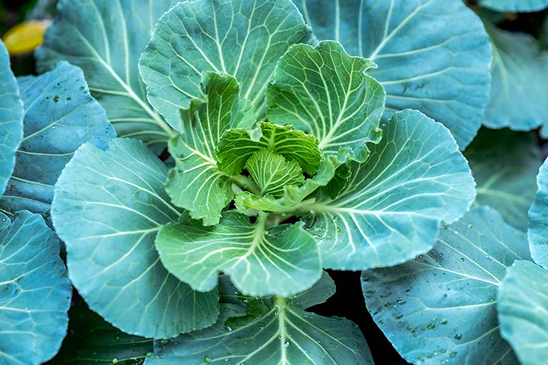 A close up, top down picture of a large Brassica oleracea var. acephala, aka collard greens, growing in the garden, with large dark green leaves and light colored veins.