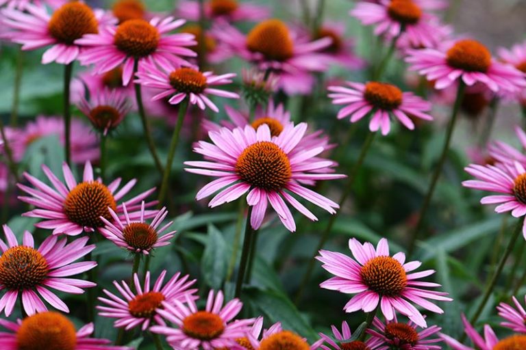 Daisy: Taxonomy, Cultivation, & Growing Guides | Gardener's Path