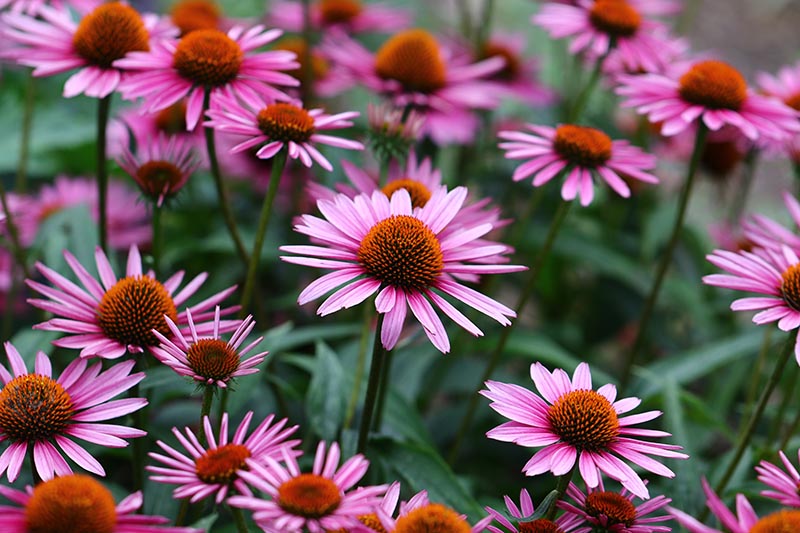 A close up of bright pink coneflowers growing in the garden, pictured on a soft focus background.