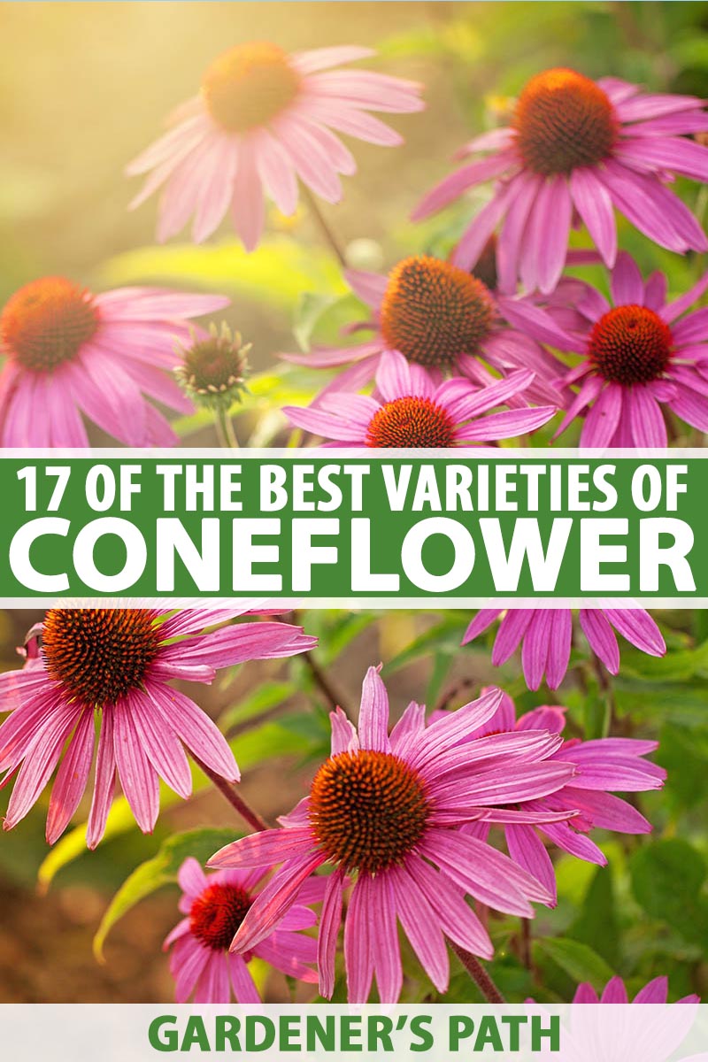 17 Of The Best Coneflower Varieties Gardener S Path