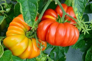 21 of the Best Heirloom Tomato Varieties for the Garden