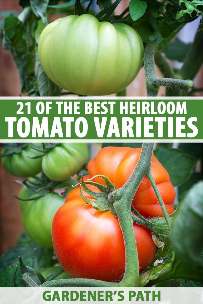 50 Large Mixed Historical Heirloom Tomato Seeds 