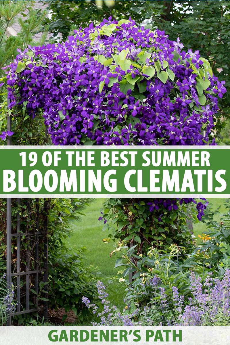 20 of the Best Summer Blooming Clematis Varieties   Gardener's Path