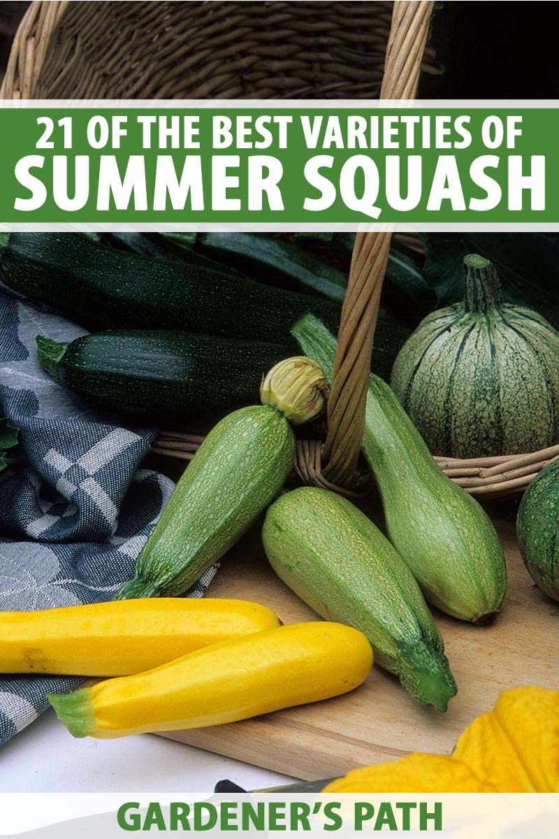 A vertical picture of a wicker basket with several different types of summer squash scattered around, from dark green zucchini to yellow crookneck. To the top and bottom of the frame is green and white text.