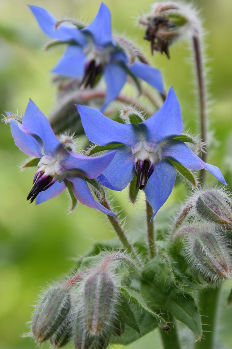 A vertical close up of the pretty star-shaped blue flowers of Borago officinalis, pictured on a soft focus background.