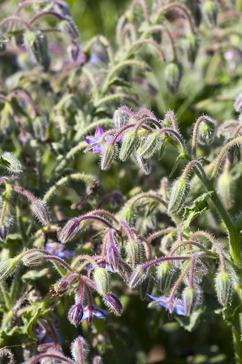 A vertical close up picture of Borago officinalis growing in the garden with light blue flowers, pictured in light sunshine.