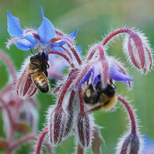 A close up of a blue borage flower with bees feeding on the nectar, pictured on a soft focus background.