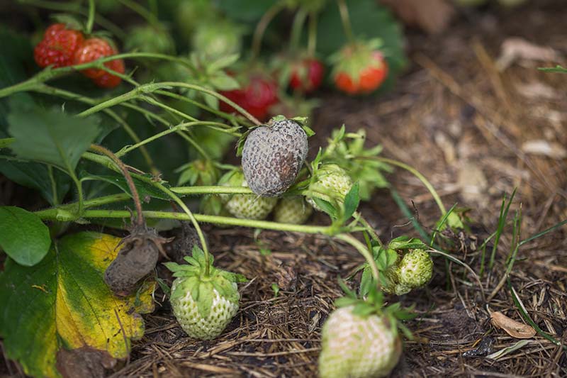 A close up of strawberries growing in the garden, infected with Botrytis cinerea, a fungal disease. The background is in soft focus.
