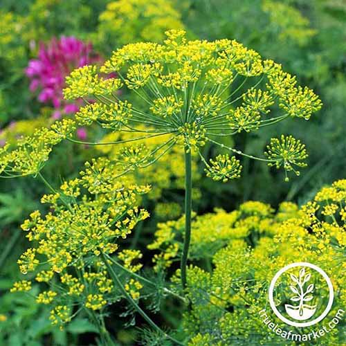 A close up of the yellow umbels of Anethum graveolens 'Bouquet' growing in the garden, with flowers in soft focus in the background. To the bottom right of the frame is a white circular logo and text.