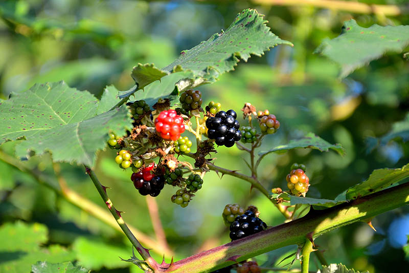 A close up of a bramble bush with ripening berries, pictured in light sunshine on a soft focus background.
