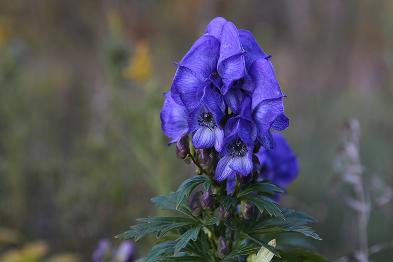 A close up of the blue flower of Aconitum carmichaelii on a green soft focus background.