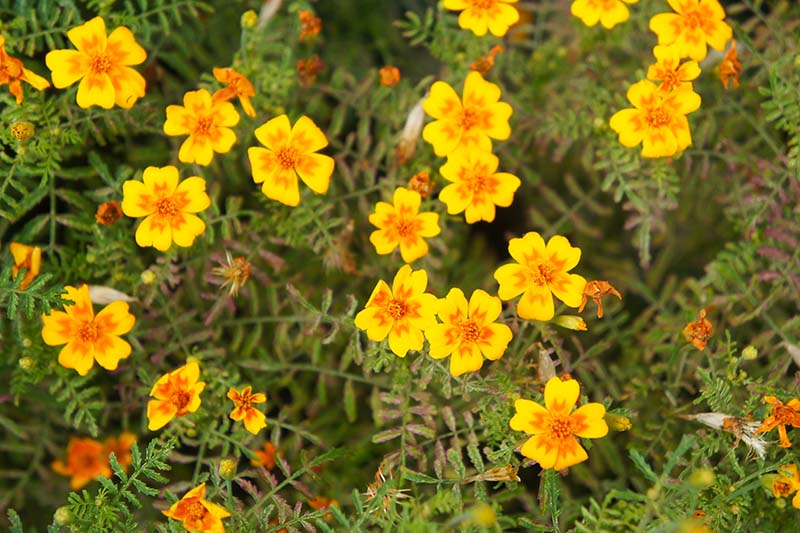 A close up of bright yellow and orange flowers growing in the garden on a bright sunny day.
