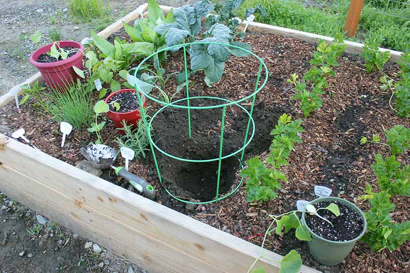 A close up of a wooden raised garden bed growing neat rows of vegetables surrounded by bark mulch, with a large green metal tomato cage in the center of the frame.