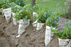 A close up of a row of celery growing in the garden with newspaper wrapped around the stems for blanching purposes, to make the stalks white and tender.