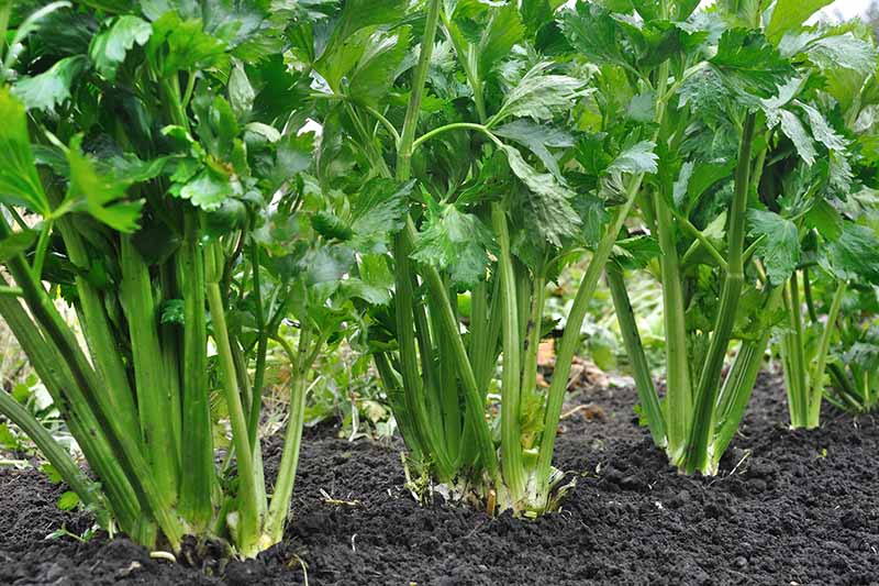 A close up of a row of celery plants growing in the garden with dark soil in the background.