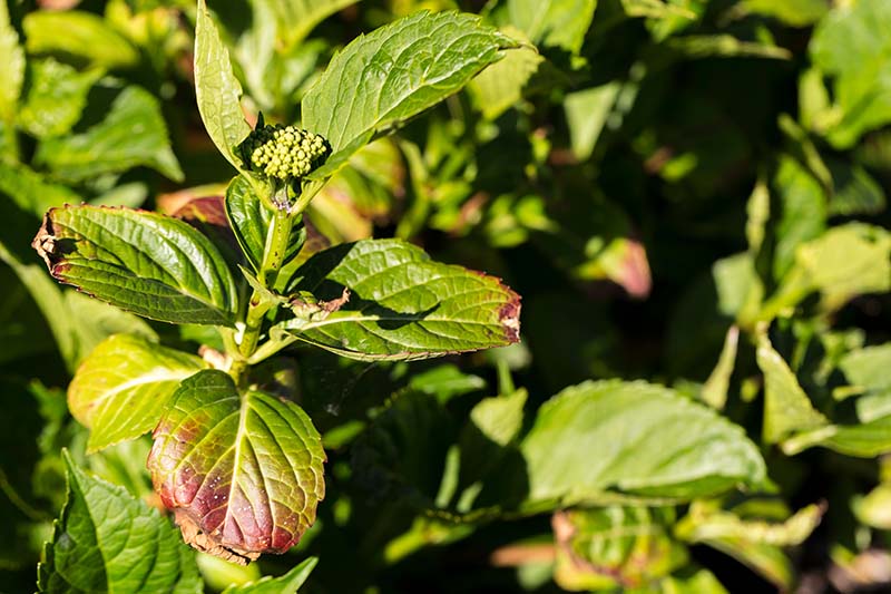 Unlocking Nature's Secret: Hydrangea Leaves Could Hold the Key to Coronavirus Prevention