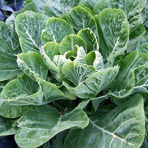 A close up of Brassica oleracea var. acephala 'Champion' cultivar, growing in the garden, pictured in bright sunshine.