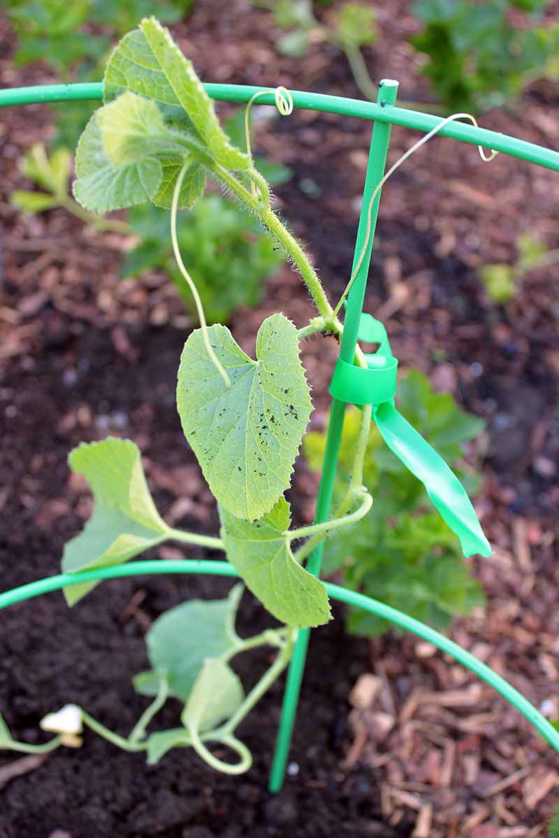 A vertical close up picture of a small melon plant trained up a green metal tomato cage, tied with green string. In the background is soil and mulch in soft focus.