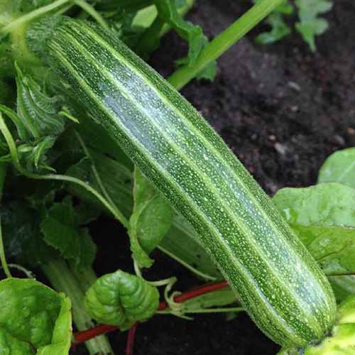 A close up of a light green striped 'Cocozelle' zucchini growing in the garden, with foliage and soil in the background.