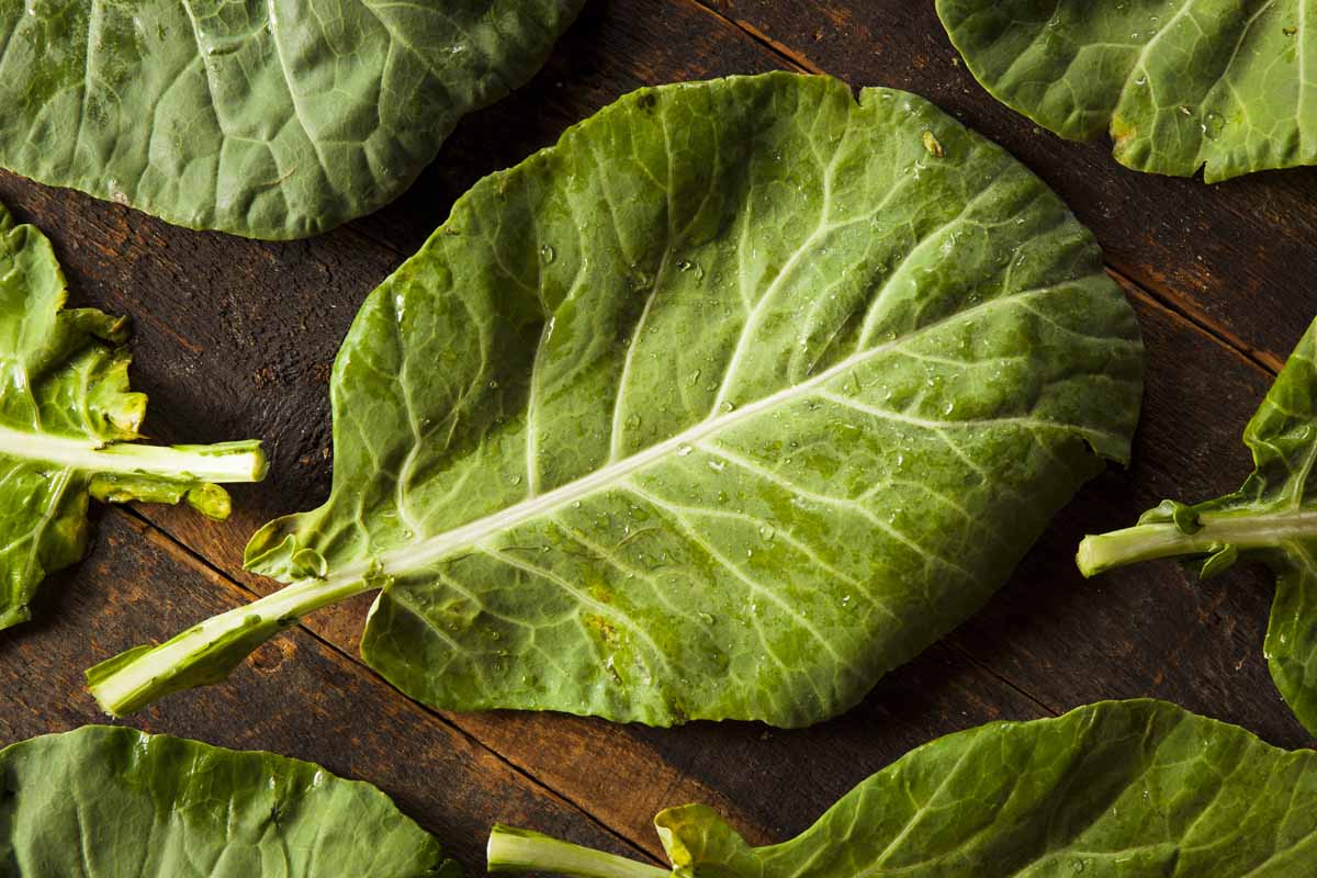 A close up of freshly harvested and cleaned collard greens, with light droplets of water on the leaves set on a wooden surface.