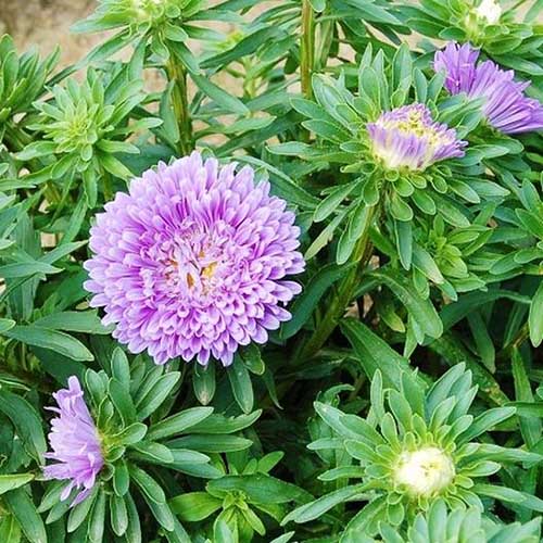 A close up of the bright flower of the China aster, C. chinensis, growing in the garden, surrounded by green foliage.