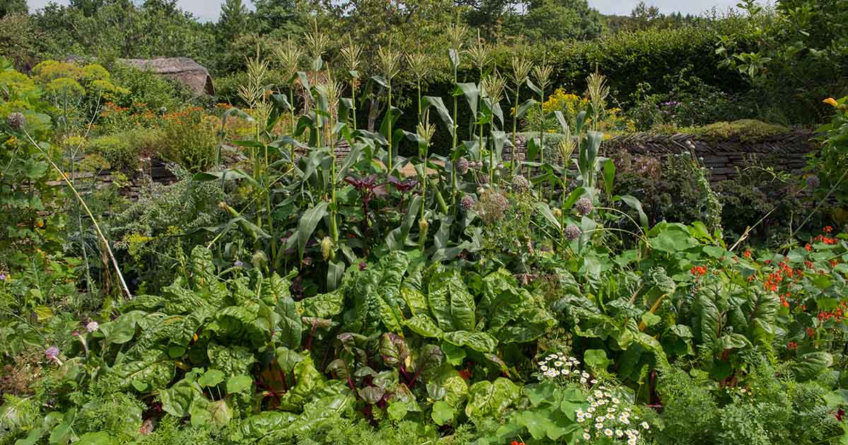 Image of Kale and string beans companion planting