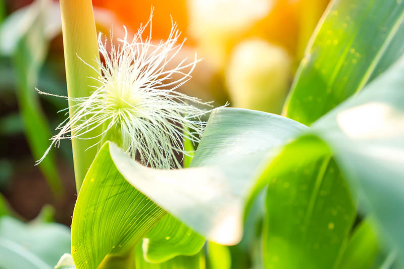 A close up of small silks just starting to appear on a Zea mays stalk, with foliage in soft focus to the left and right of the frame, pictured in bright sunshine.