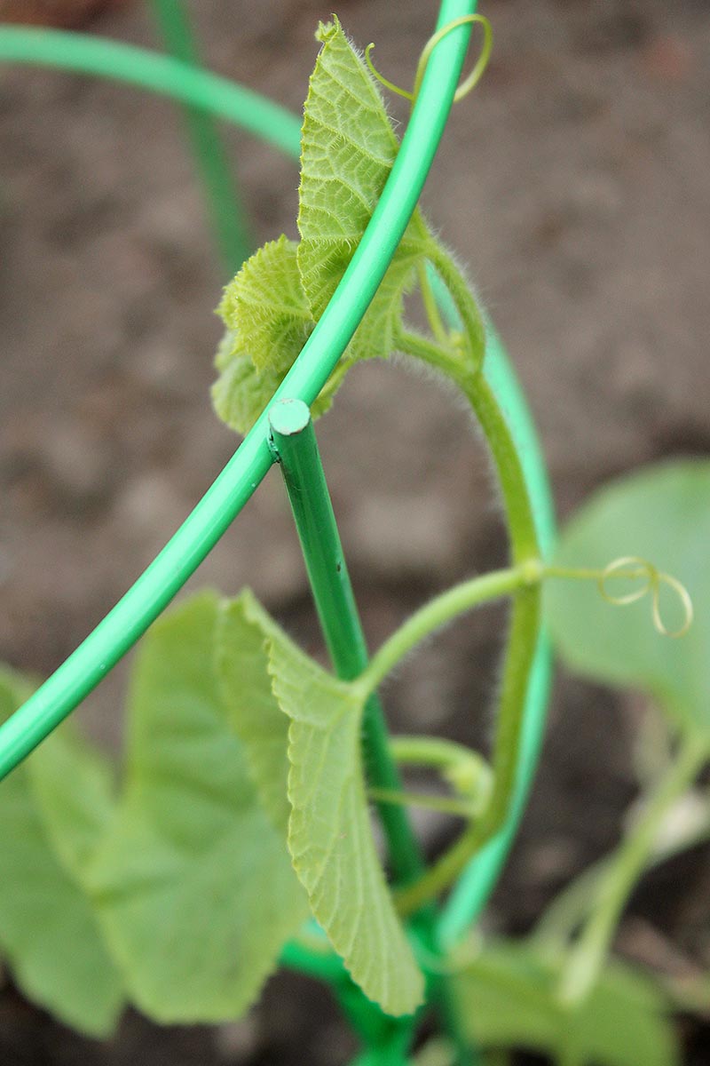 A vertical close up picture of a metal tomato cage with a small melon plant growing up it, holding on with tiny tendrils. In the background is soil and mulch in soft focus.