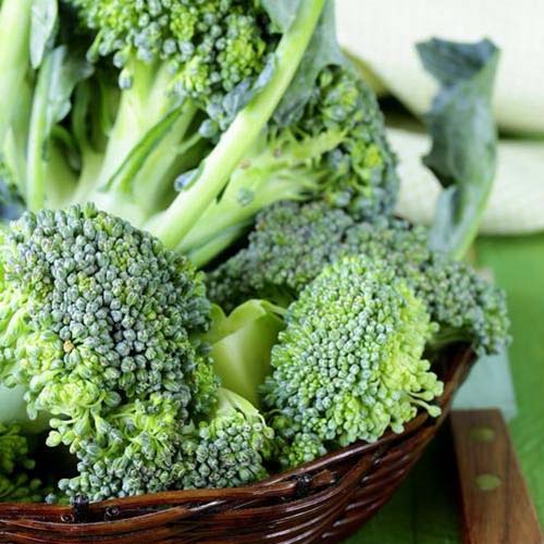 A close up of freshly harvested 'Di Ciccio' broccoli in a wicker basket.