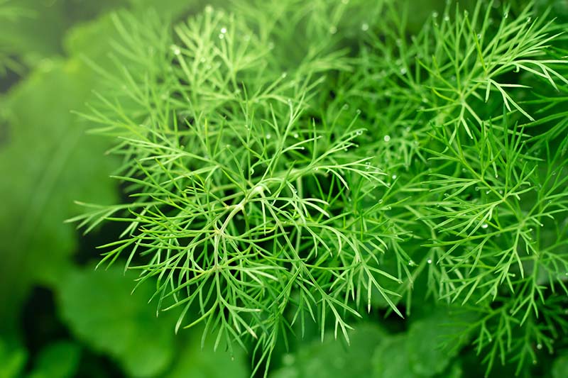 A close up of the feathery foliage of dill pictured growing in the garden on a soft focus background.