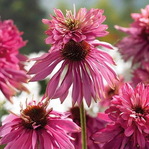 A close up of the delicate, unusual flowers of 'Doubledecker' coneflowers, pictured in bright sunshine on a soft focus background.
