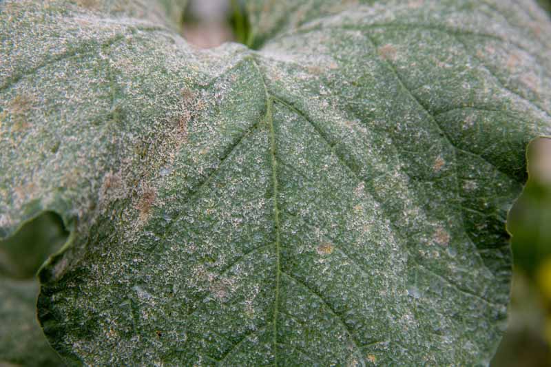 A close up of a leaf suffering from a disease called downy mildew.