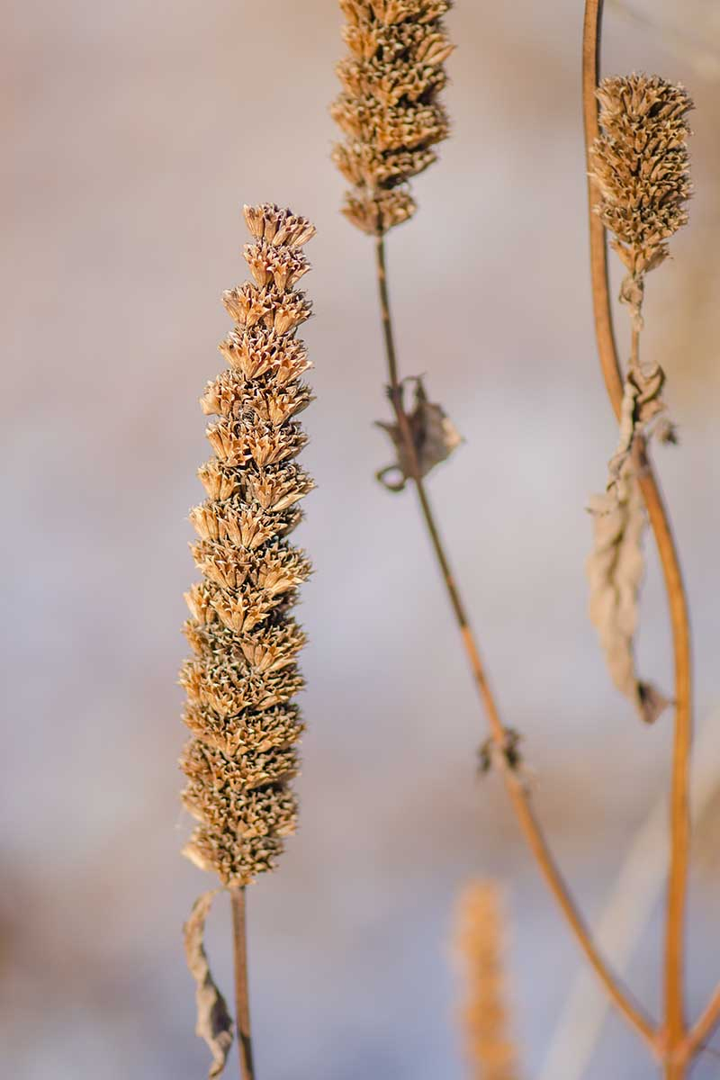 A vertical close up of the dried seed heads of Agastache foeniculum on a soft focus background.