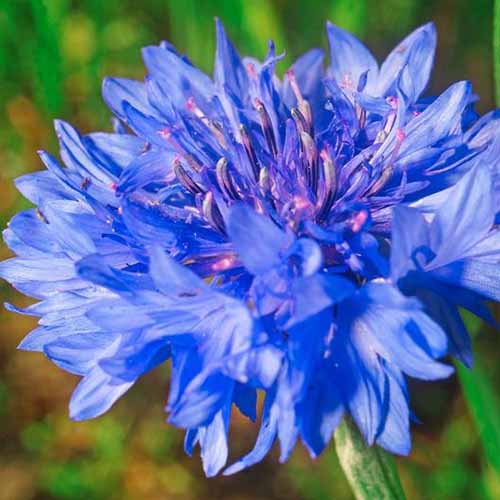 A close up of 'Dwarf Blue' cornflower, pictured in bright sunshine on a soft focus background.