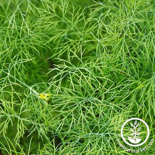 A close up of the feathery foliage of the 'Fernleaf' variety of dill. To the bottom right of the frame is a white circular logo with text.
