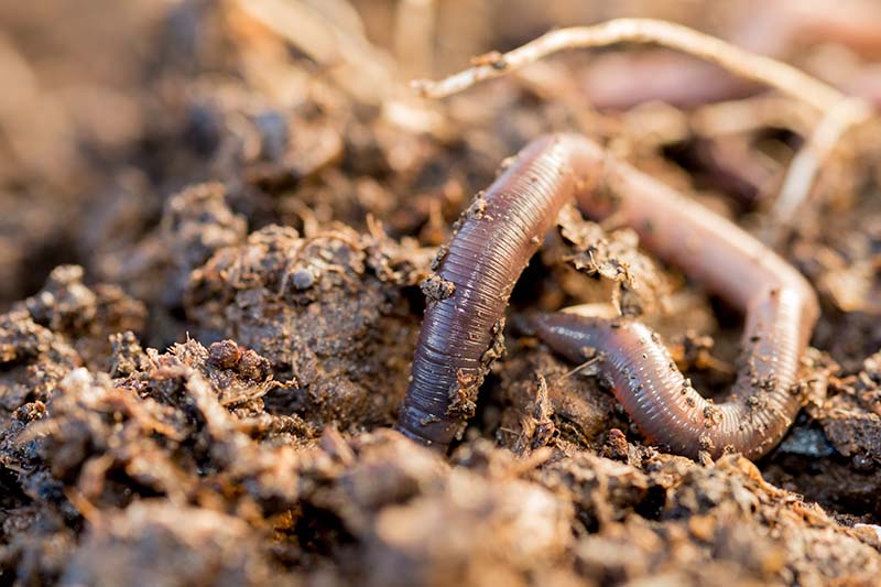 A close up of an earthworm in a compost pile, pictured in light, filtered sunshine.