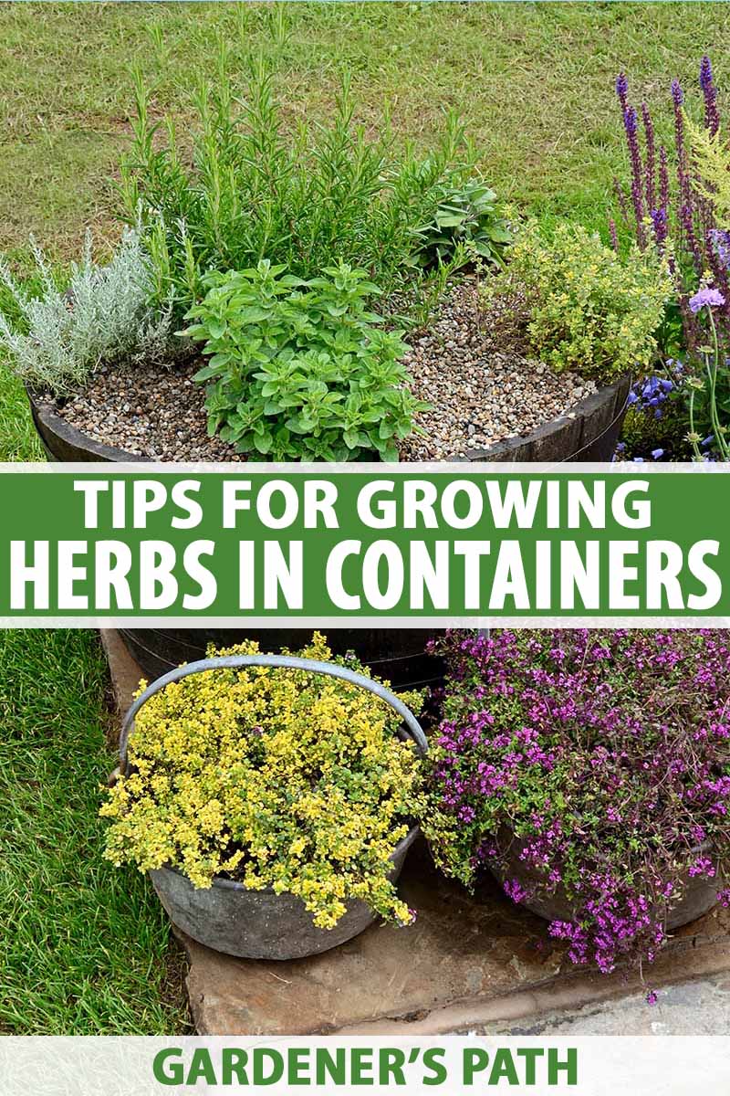 How To Grow Herbs In Containers, Pictures Of Herb Container Gardens