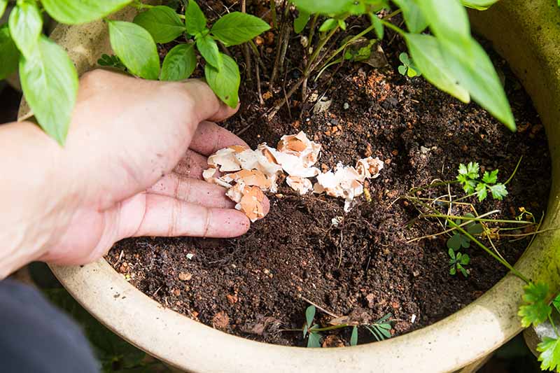 A close up of a hand from the left of the frame putting eggshells at the base of a plant in a terra cotta pot.