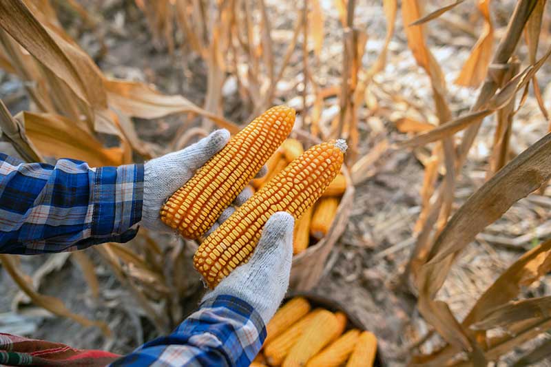 A close up of a farmer holding two freshly harvested ears of Zea mays, with dried stalks in soft focus in the background.