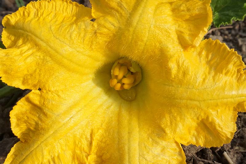 A close up of the interior of a bright yellow pumpkin flower, clearly showing the pistils, or reproductive organs that need to be pollinated in order to produce fruit.