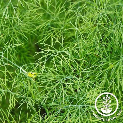A close up of 'Fernleaf' dill foliage, fading to soft focus in the background. To the bottom right of the frame is green and white text.