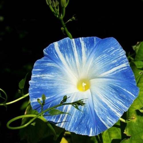A close up of a blue flower with white streaks, on a dark soft focus background. Ipomoea purpurea 'Flying Saucers.'