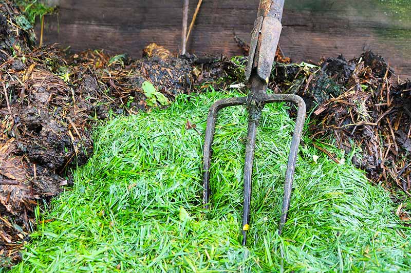 A close up of a garden fork digging fresh cut green grass into a compost pile.
