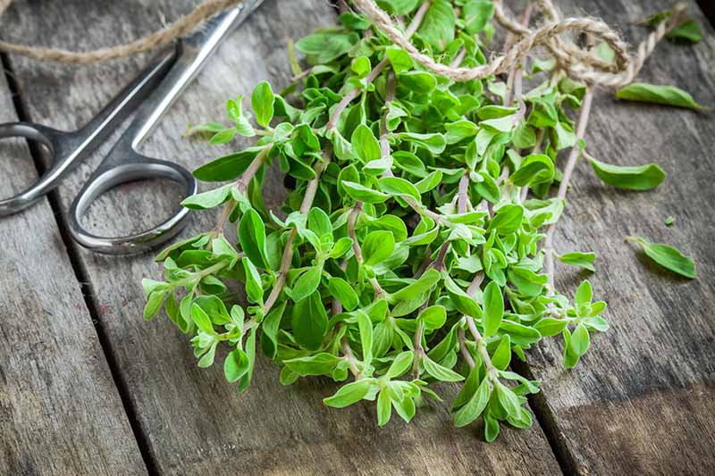 A close up of freshly harvested marjoram, set on a wooden surface, with string and a pair of scissors in the background.