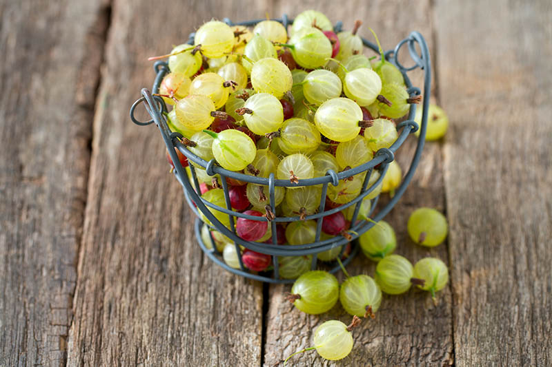 A close up of a small metal basket containing freshly harvested green and red gooseberries with some spilling out onto the wooden surface below.
