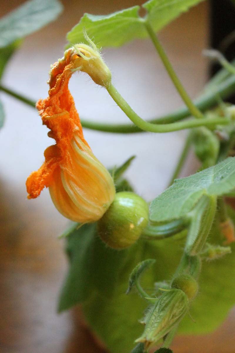 A vertical picture of a male and female pumpkin flowers seemingly fused together for pollination, with a small developing gourd below the female bloom, pictured on a soft focus background.