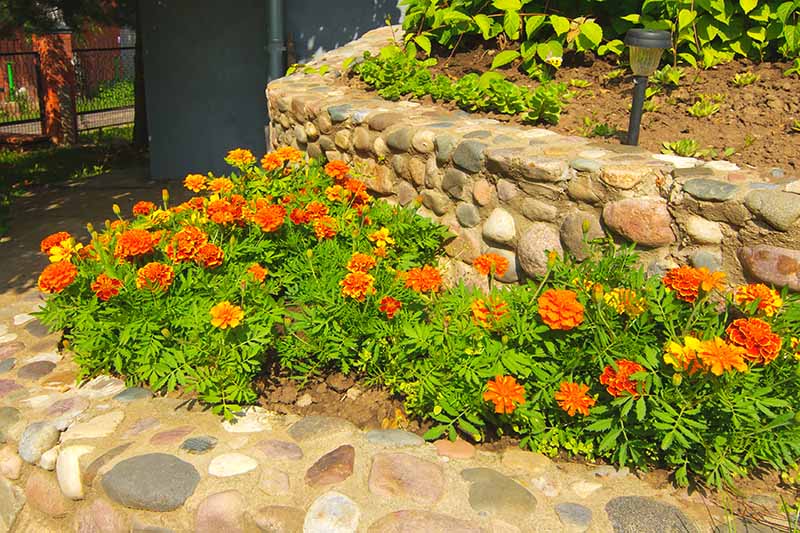 A garden border filled with bright red and orange marigolds, with a stone wall in the background, pictured in bright sunshine.