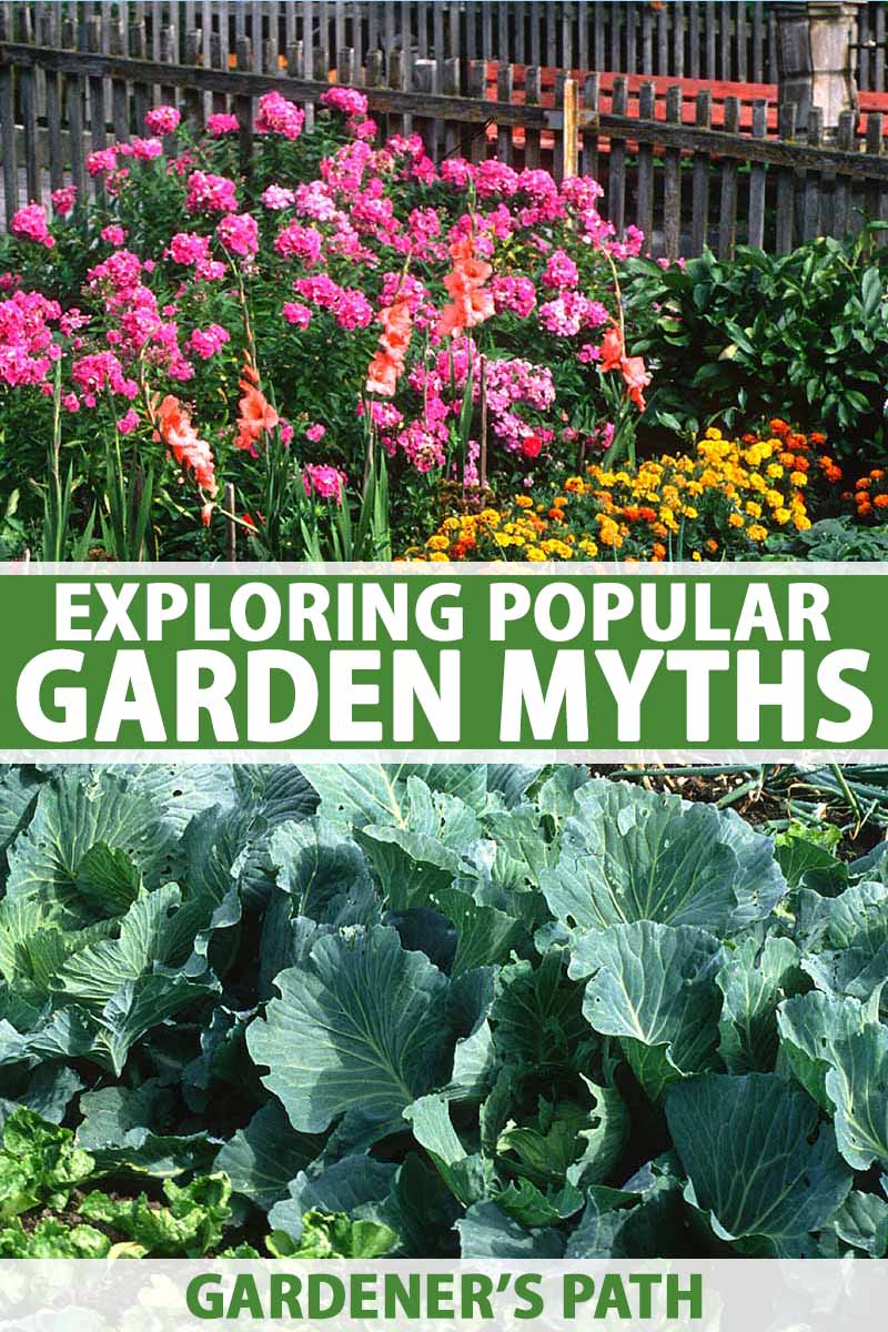 Popular Garden Myths Explored   Gardener's Path