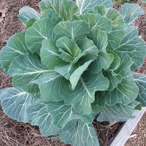 A close up of Brassica oleracea var. acephala 'Georgia Hybrid' variety, growing in a raised bed, surrounded by straw mulch.